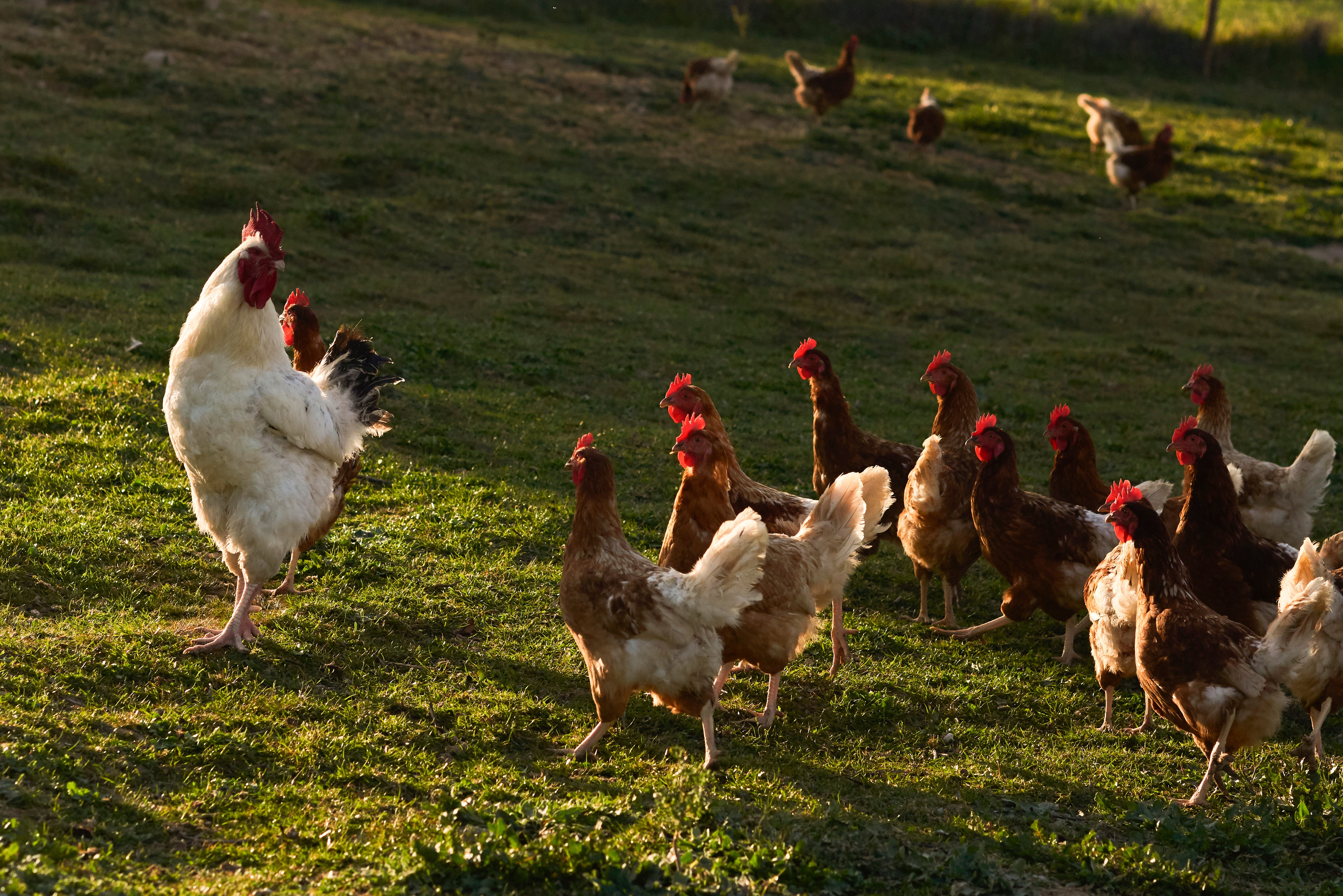 Huevos ecológicos en Primavera